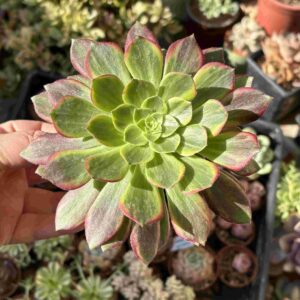 Aeonium Halloween Variegado