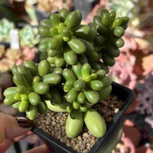 Sedum Hernandezii