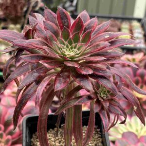 Aeonium Phoenix Flame (con hijos)