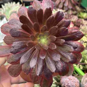 Aeonium Red Sunset (con hijto)
