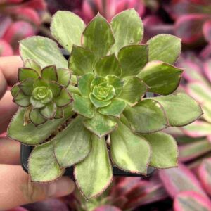 Aeonium Butterfly (con hijto)