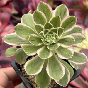 Aeonium Green Rose