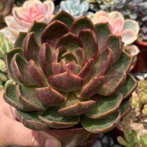 Echeveria Red Light (koreana) XXL