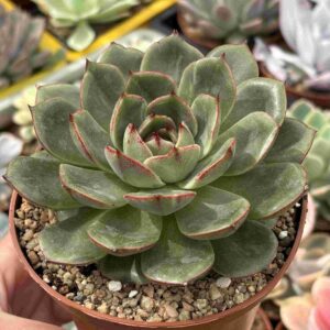 Echeveria Black Shark (koreana)