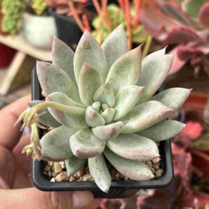 Echeveria Seven Nights