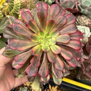 Aeonium Zwartkin Chocolate