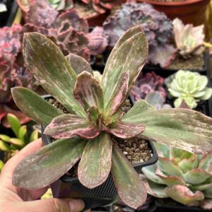 Echeveria Chocolate Variegada