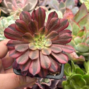 Aeonium Zwartkin Chocolate