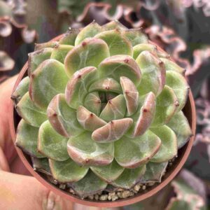 Echeveria Daredevil (koreana)