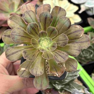 Aeonium Rubrolineatum