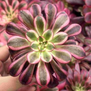 Aeonium Chanel