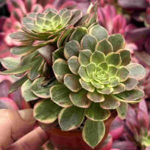 Aeonium Halloween Variegado (doble)