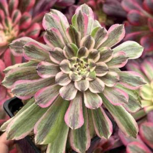 Aeonium Glow Worm