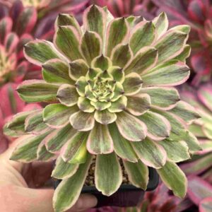 Aeonium Glow Worm