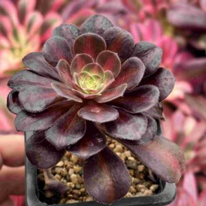 Aeonium Kilimanjaro