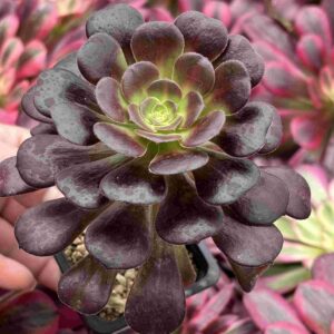 Aeonium Kilimanjaro