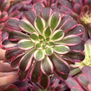 Aeonium Chanel