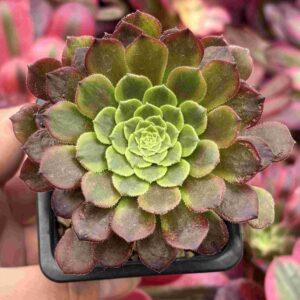 Aeonium Fiesta