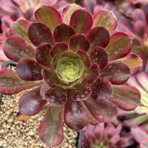 Aeonium Red Sunset