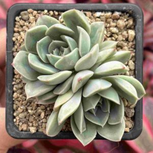 Echeveria Alfred (bicefala)