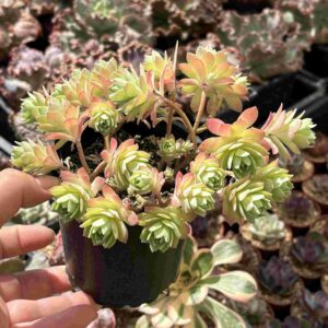 Sedum Palmeri