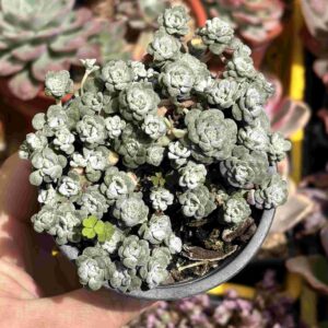 Sedum Spathulifolium Gris