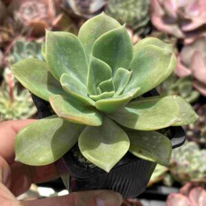 Echeveria Blue Atoll