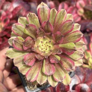 Aeonium Pink Daisy