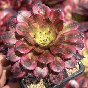 Aeonium Venus