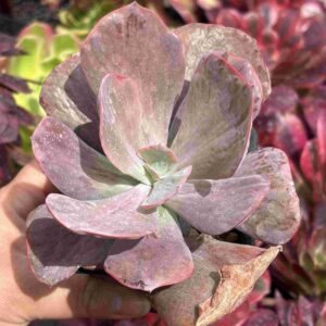 Echeveria Dreams And Phantasm
