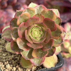 Aeonium Hallowen Red