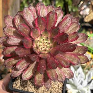 Aeonium Zixia