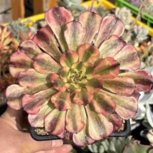 Aeonium Meiya