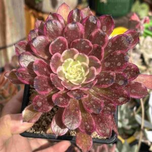 Aeonium Candy Power