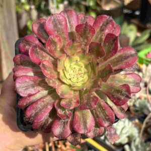Aeonium Venus