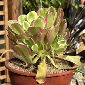 Aeonium River Stone (con hijos, gran tamaño)