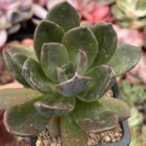 Echeveria Rocco