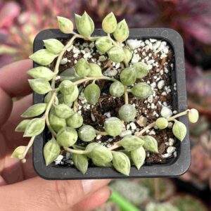 Senecio Herreianus Variegado (collar de sandia)
