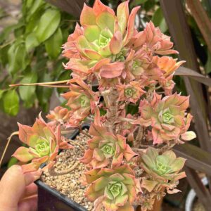 Aeonium SP