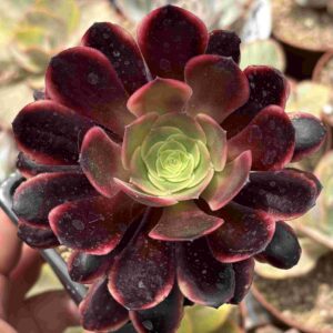 Aeonium Superbang