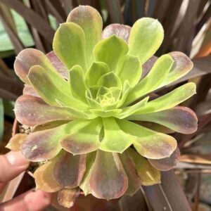 Aeonium Green Lemon