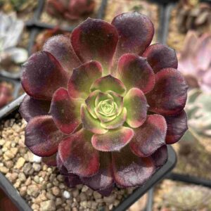 Aeonium Durango