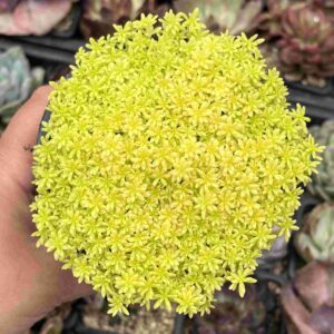 Sedum Tokio