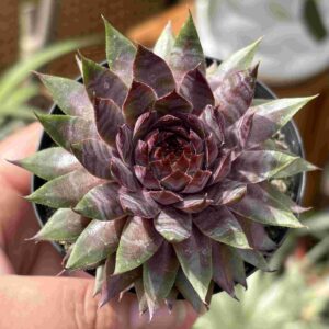 Sempervivum Amanda