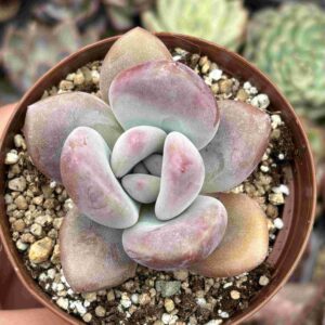 Graptoveria Opalina (fenotipo hoja corta y gorda)