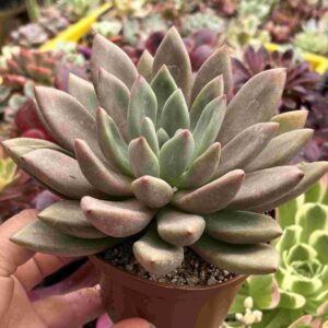 Echeveria Peach Blosson (XXL, koreana)