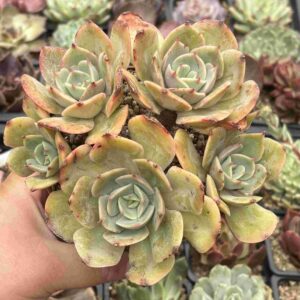 Echeveria Snow White (koreana)