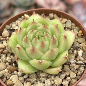 Echeveria Sea Urchin Jenny (koreana)