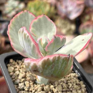 Echeveria Flying Cloud Variegada