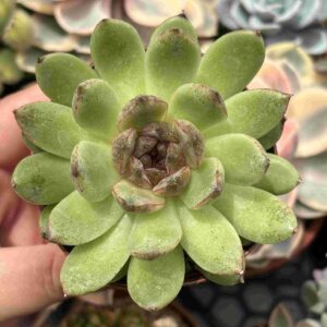 Echeveria Skirt (koreana)